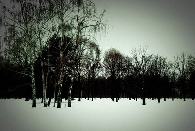 Bare trees on landscape