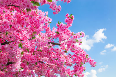 Low angle view of pink flowering plant against blue sky