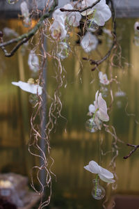 Close-up of flowers against blurred background