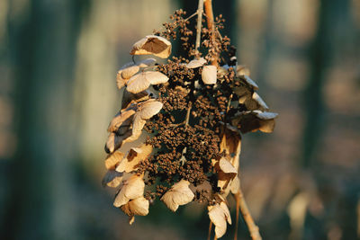 Close-up of dried plant