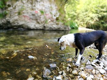 Sheep on rock by water