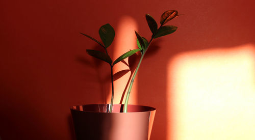 Zamiokulkas in a bright pot on the background of a bright wall with the rays of the sun.