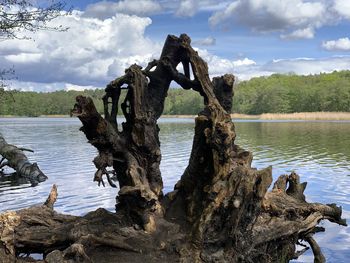 View of driftwood in lake against cloudy sky