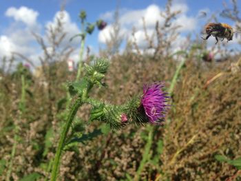 Close-up of thistle blooming on field