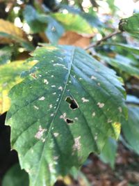 Close-up of raindrops on leaves