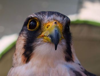 Close-up of owl