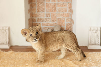 Portrait of a beautiful little lion cub in the studio, lion on the background of the fireplace