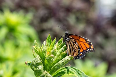 Close-up of butterfly pollinating flower