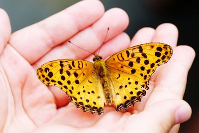 Close-up of butterfly on hand