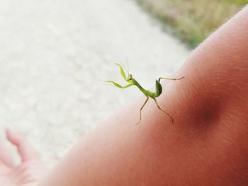 Close-up of insect on hand