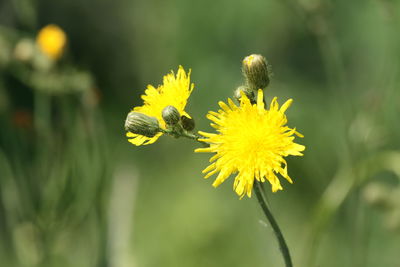 Close-up of bee pollinating on yellow flower
