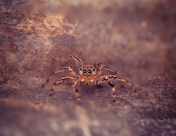 Close-up of spider on ground