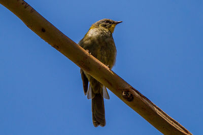 Low angle view of bird perching on branch against blue sky