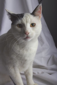 pet