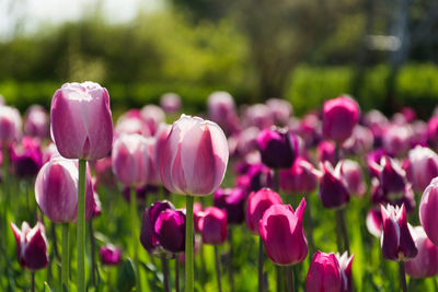 Close-up of pink tulips on field