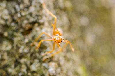 Close-up of insect on flower