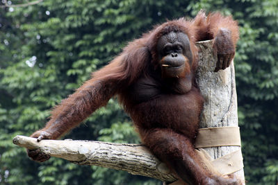 Portrait of orangutan resting on bare tree branch