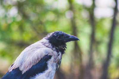 Close-up of bird perching on tree