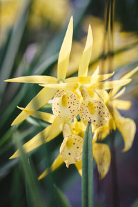 Close-up of yellow flower