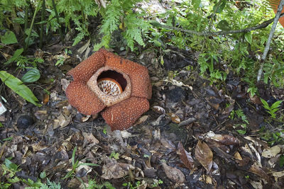 Close-up of mushrooms growing on field