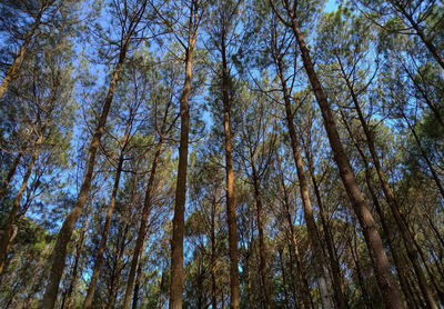 Low angle view of bamboo trees in forest