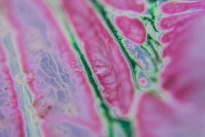 Close-up of pink rose flower