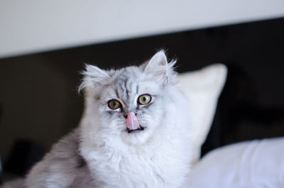 Close-up portrait of white cat at home