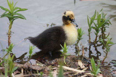 View of a young duck