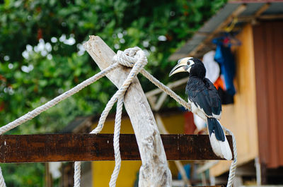 Low angle view of bird perching on wooden post