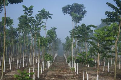 plant