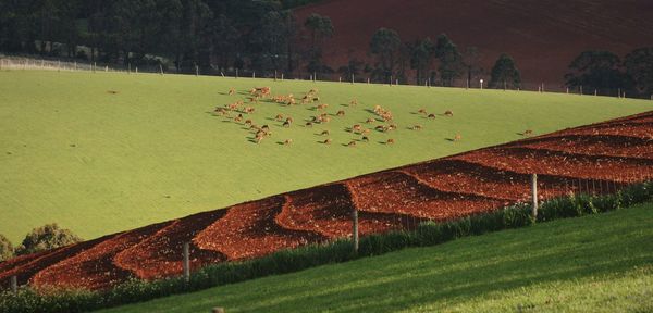 High angle view of trees on field