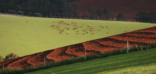 Cows in a pasture behind a ploughed field