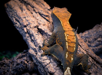 Close-up of lizard on tree trunk