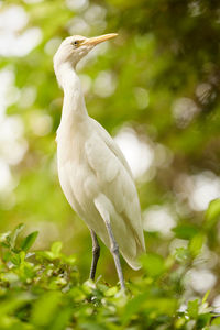 The egret bird