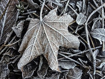 Close-up of frosty leaves on field