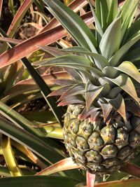 Close-up of fruits growing on plant