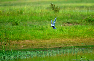 Bird flying over a lake