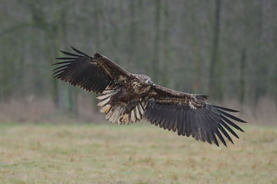 A white-tailed eagle landing