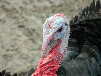 Close-up of turkey