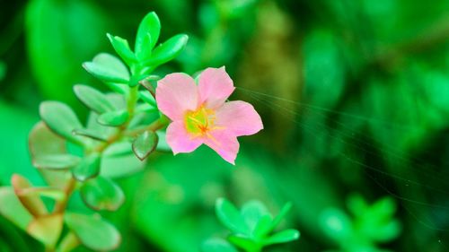 Close-up of pink flowers