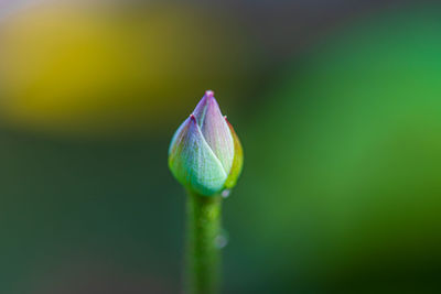 Close-up of lotus flower bud growing outdoors