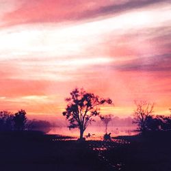 Silhouette of trees at sunset