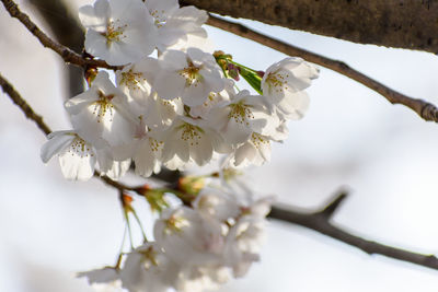 Close-up of white cherry blossoms in spring