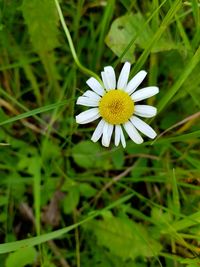 Close-up of white daisy flower on field