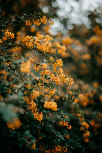 Close-up of yellow flowering plant