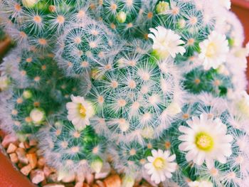 Close-up of daisy flower