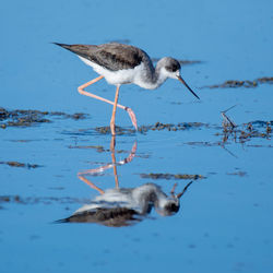 Stilt on lake