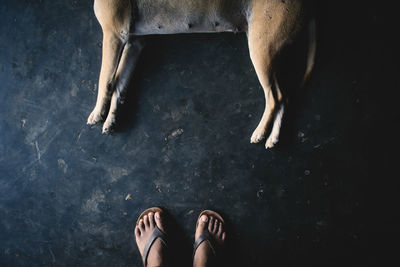 Low section of man standing by dog lying on floor