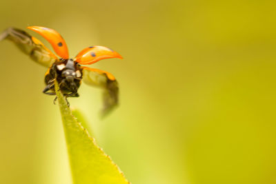 Close-up of insect pollinating on yellow flower