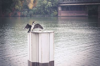 Bird perching on tree by lake